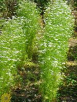 Кориандр - выращивание из семян