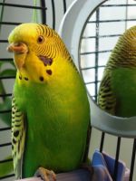 Корм для волнистых попугаев