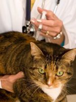 Короновирусная инфекция у кошек - симптомы 