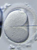 Культивирование эмбрионов