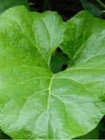 Листья лопуха - лечебные свойства