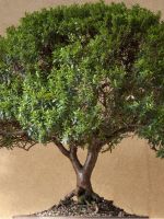 Миртовое дерево - как ухаживать?