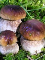 Можно ли кормящей маме грибы?