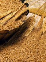 Пшеничные отруби для похудения