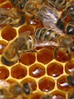 Пчелиный подмор для похудения