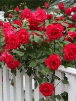 Плетистая роза - выращивание и уход