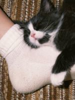 Почему кошки спят в ногах?