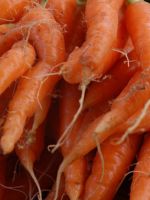 Почему морковь растет рогатая?