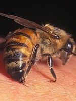 Почему пчелиный яд является лекарством?