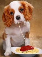 Почему собака не ест?