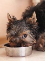 Почему собаки едят фекалии?