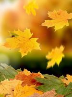 Почему осенью желтеют листья?