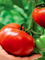 Подкормка томатов в период плодоношения