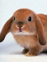 Прививки для кроликов