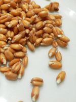 Пророщенная пшеница для похудения