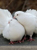 Разведение голубей