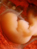 Развитие эмбриона по неделям
