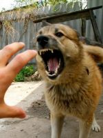 Самая агрессивная порода собак