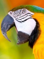 Самые-самые красивые попугаи 