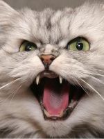 Сколько зубов у кошки?
