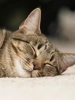 Снотворное для кошек