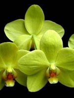 Сорта орхидей