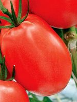 Низкорослые томаты для открытого грунта