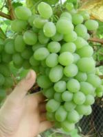 Виноград «Подарок Запорожью» 