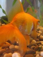 Золотая рыбка - содержание в аквариуме