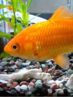 Золотая рыбка в аквариуме