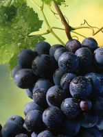 На какой год плодоносит виноград?