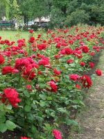 Парковые розы