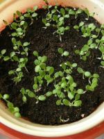 Платикодон — выращивание из семян