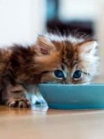 Почему котенок не ест?
