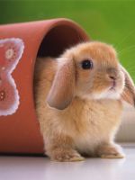 Домашние декоративные кролики
