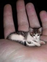 Самая маленькая кошка в мире