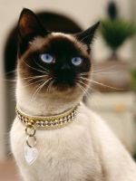Сиамские кошки - описание породы