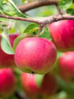 Сколько раз в жизни плодоносит яблоня?