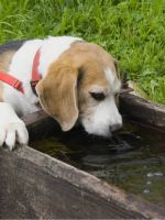 Собака пьет много воды - причина