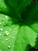 Сок листьев лопуха – полезные свойства и противопоказания