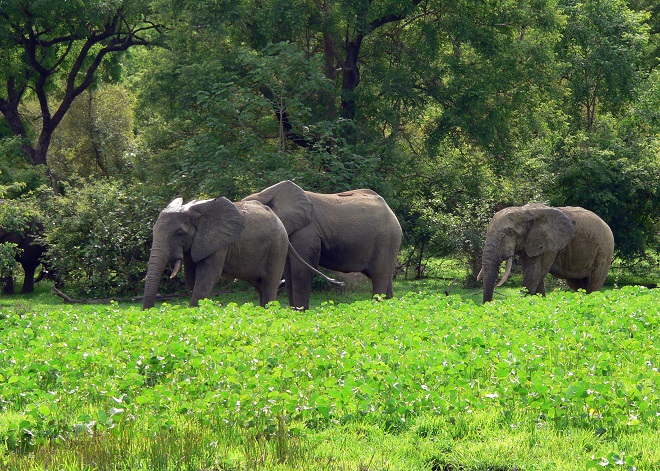 Африканские слоны на территории парка