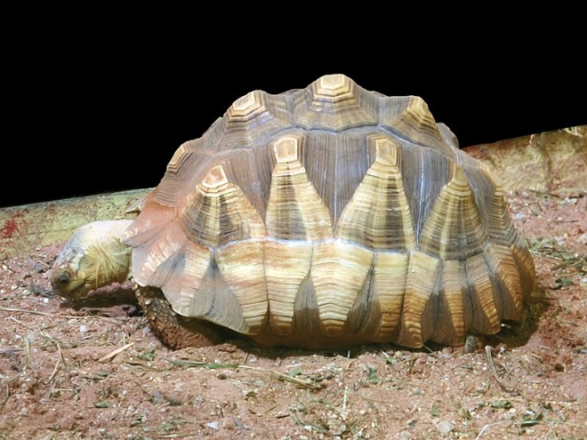Клювогрудая черепаха - символ национального парка