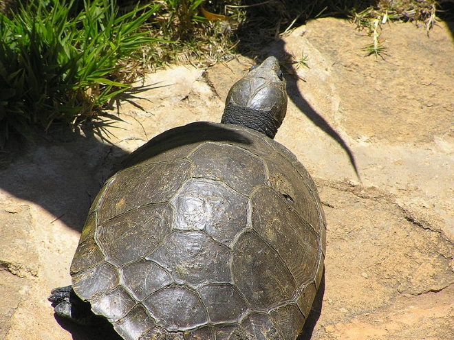 Мадагаскарская щитоногая черепаха
