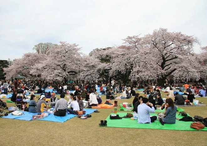 Наплыв туристов во время цветения сакуры