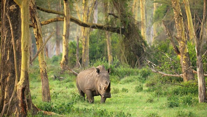 Носороги в Уджунг-Кулон