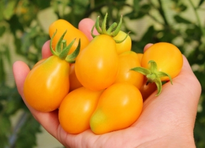 желтые помидоры сорта 3