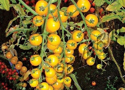 желтые помидоры сорта 4