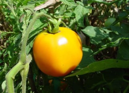 желтые помидоры сорта 6