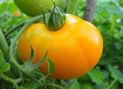 желтые помидоры сорта 8