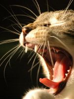 Выпадают ли зубы у котят?